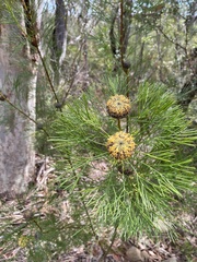 Isopogon anethifolius