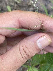 Muhlenbergia microsperma