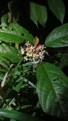 Clerodendrum deflexum