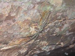 Pandercetes