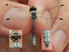 Nannothemis bella