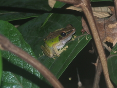 Chalcorana parvaccola