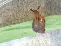 Helicina