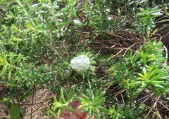 Helichrysum kraussii