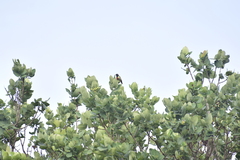 Anthreptes anchietae