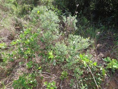 Helichrysum kraussii