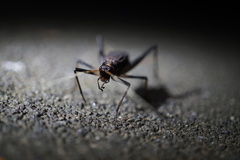 Meloimorpha japonica