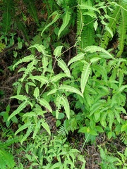 Dicranopteris subpectinata