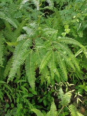 Dicranopteris curranii