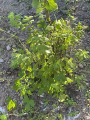 Lippia carterae