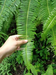 Dicranopteris curranii