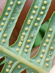 Dicranopteris curranii