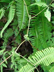Dicranopteris subpectinata