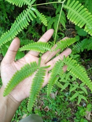 Dicranopteris subpectinata