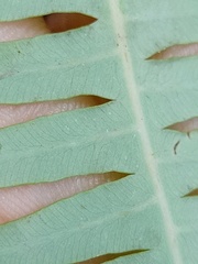 Dicranopteris subpectinata