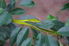 Ahaetulla prasina