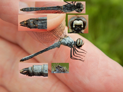Nannothemis bella