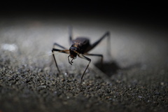 Meloimorpha japonica