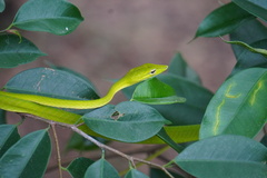Ahaetulla prasina
