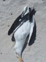 Larus dominicanus vetula