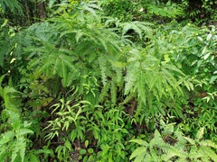 Dicranopteris subpectinata