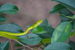 Ahaetulla prasina