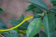 Ahaetulla prasina