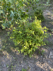 Lippia carterae