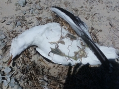 Larus dominicanus vetula