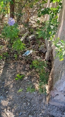 Solanum angustifidum