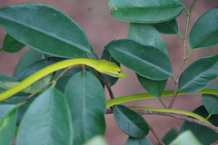 Ahaetulla prasina