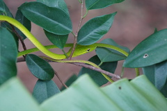 Ahaetulla prasina