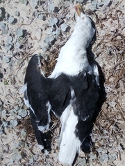 Larus dominicanus vetula