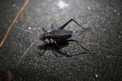 Meloimorpha japonica