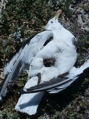 Larus dominicanus vetula