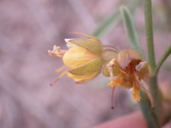 Vahlia capensis