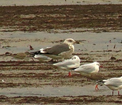 Larus fuscus