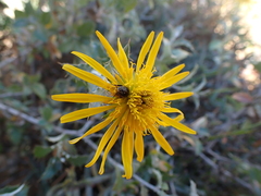 Berkheya fruticosa