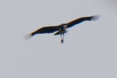 Leptoptilos javanicus