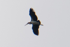 Leptoptilos javanicus