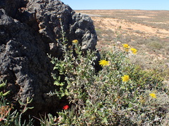 Berkheya fruticosa