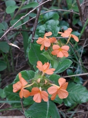 Crossandra