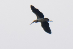 Leptoptilos javanicus