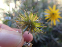 Berkheya fruticosa