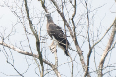 Haliaeetus ichthyaetus