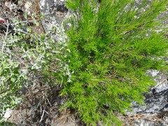 Asparagus aethiopicus