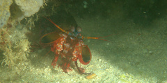 Odontodactylus scyllarus