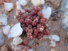 Lithops