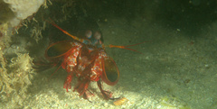 Odontodactylus scyllarus