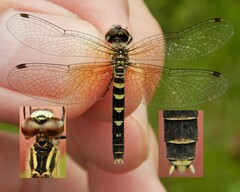 Nannothemis bella